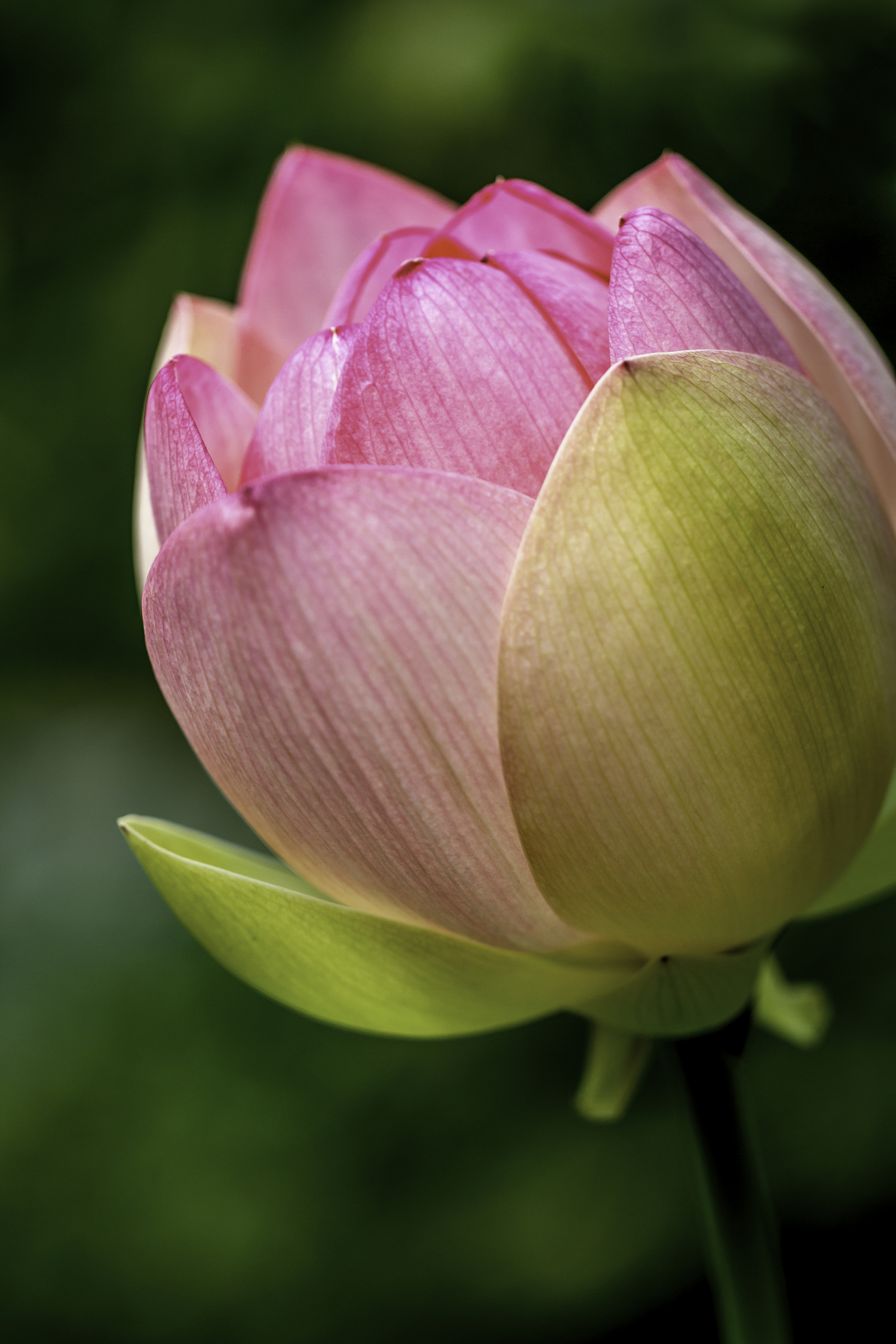 lotus-blossom-shutterbug